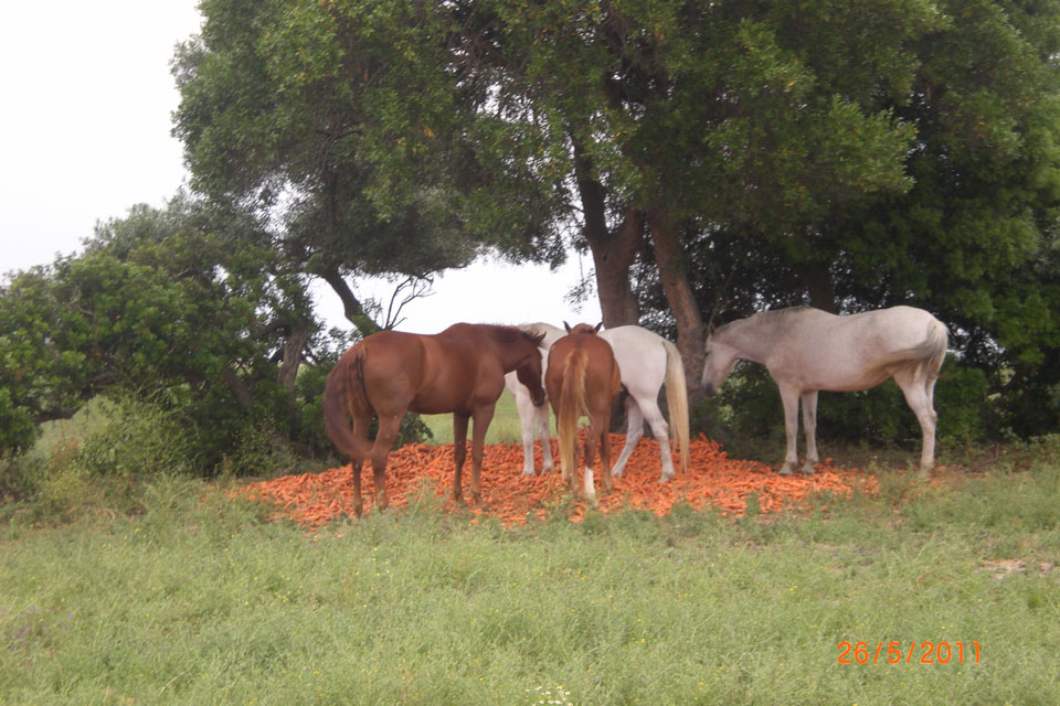 Paseos a Caballo