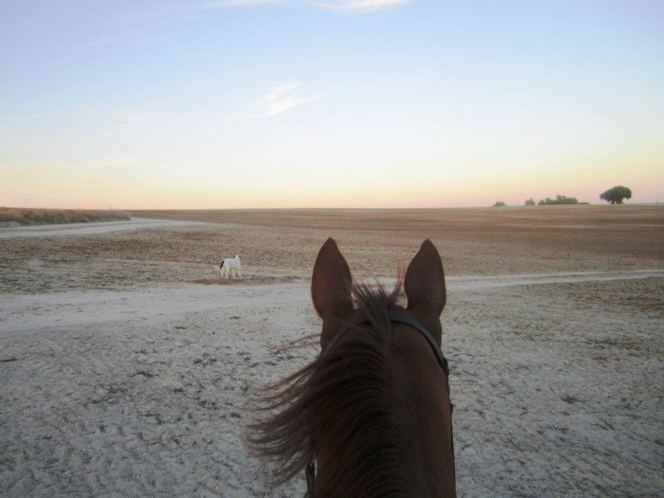 Paseos a Caballo