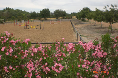 Paseos a Caballo